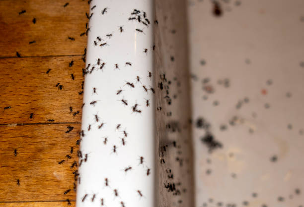 Best Pest Inspection Near Me  in Badieville, LA