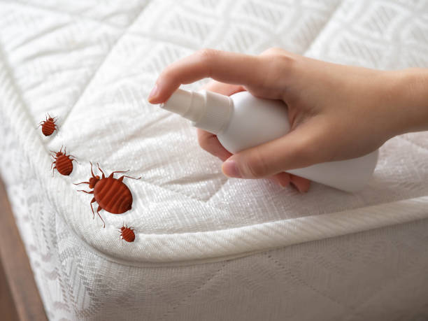 Best Termite Control Services  in Badieville, LA