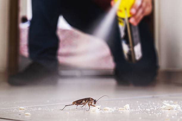 Spider Control Near Me in Labadieville, LA